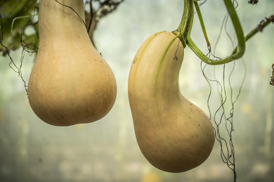 Fresh Farm Butternut Squash  In Surin Thailand