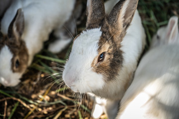 rabbit in Organic farm  rural in surin thailand
