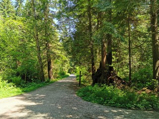 Camino Arboles