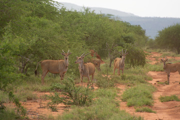 eland in tsavo kenya