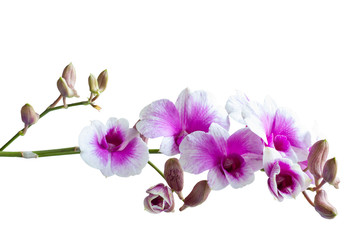 Fototapeta na wymiar Purple and white bouquet of orchid flower bloom isolated on white background included clipping path.