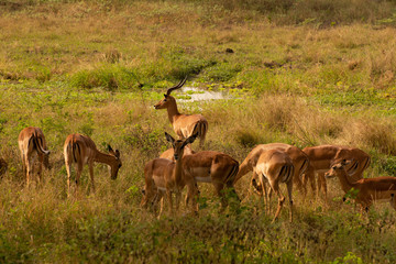 Naklejka na ściany i meble impala with a herd of females