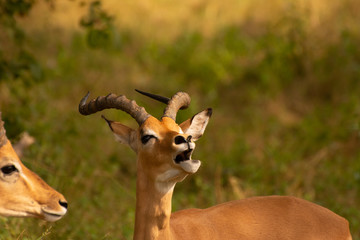 male impala calling to females