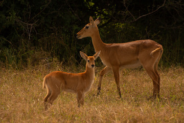 puku and young in south luangwa national park