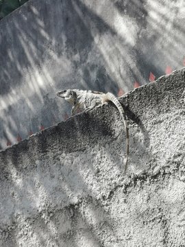 IGUANO
