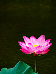 Pink Lotus flower in Oguraike pond. Arashiyama, Ukyo-ku, Kyoto-shi, Kyoto