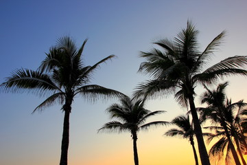 Obraz premium Palm tree silhouette on the tropical sunset ,For background.