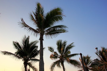 Fototapeta na wymiar Palm tree silhouette on the tropical sunset ,For background.