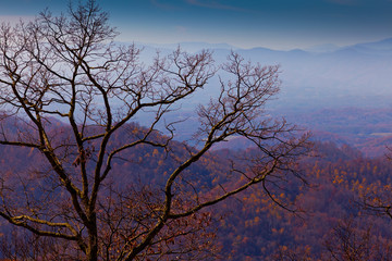 Beautiful warm autumn colors in the forest, with multicolored foliage