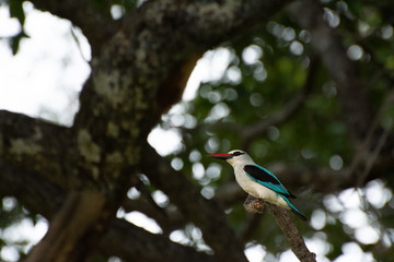 kingfisher perched on a tree