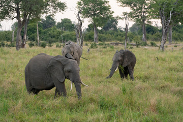 Fototapeta premium elephants in zambia during the rainy season