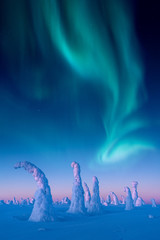 Aurora borealis dancing above snow covered trees in Riisitunturi National Park, Finland