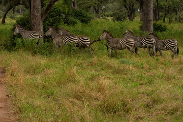 Fototapeta na wymiar herd of zebra in the grass in zambia rainy season