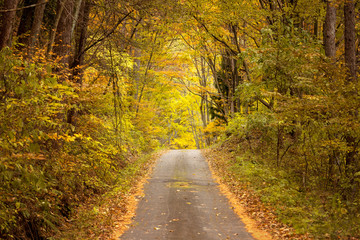 Fototapeta na wymiar 秋の木々、森の中のハイキングトレイル