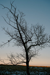 Withered Tree