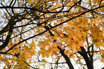 Yellow leaves of maple in autumn colors.