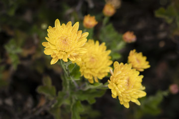 Yellow chrysanthemum flowers with morning icing.