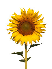 Fototapeta premium Big sunflower on white background