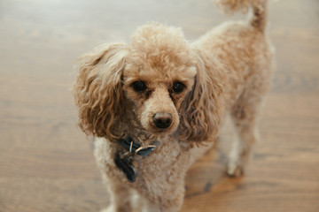 Toy Poodle