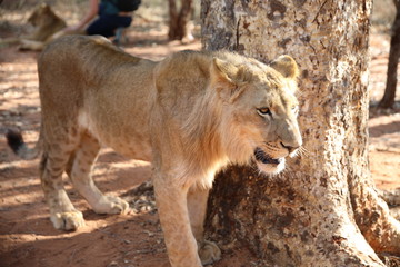 Walking with lions in Zambia