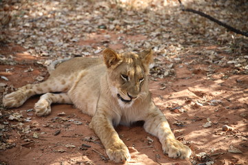 Fototapeta na wymiar Walking with lions in Zambia
