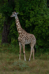 giraffe portrait from zambia south luangwa