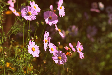 Bright cosmos flowers lit by the bright sun in the summer garden close up, retro style