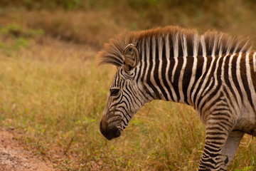 wild zebra portrait in zambia
