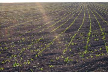 field with just sprung corn sprouts