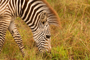 Fototapeta na wymiar wild zebra portrait in zambia