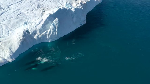 Whale breaching by icebergs in arctic nature with ice in icefjord landscape. Humpback whale. Aerial video with wildlife, ice and iceberg from Ilulissat, Greenland.