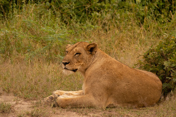 lioness in south luangwa national park zambia