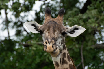 close up giraffe chewing in south luangwa zambia