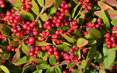 branch with fruit of Pyracantha Red Column