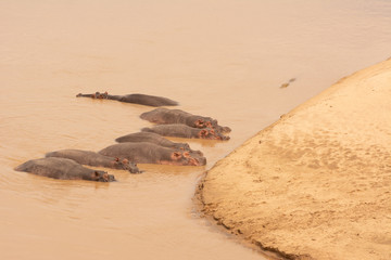 hippos basking at the edge of the south luangwa river