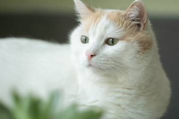 White and ginger cat interestedly looking out the window, sitting at the sill with blurred green succulent plant at foreground.