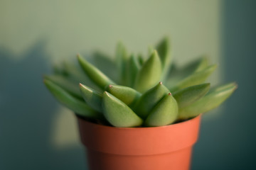 Blurred green succulent plant in orange pot in natural evening light at pastel green color background. Shadows at the wall. Golden hour.