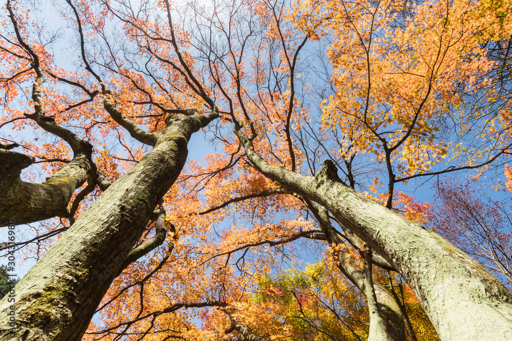 Sticker upward view of beautiful maple trees in autumn