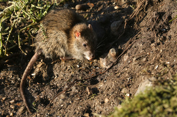 A Brown Rat, Rattus norvegicus, foraging for food on the bank at the edge of a lake in the UK.