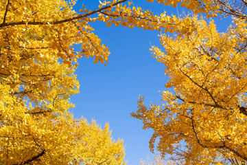 黄色く紅葉した銀杏の葉と青く澄んだ秋の空