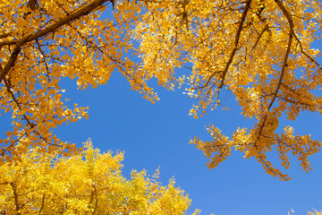 黄色く紅葉した銀杏の葉と青く澄んだ秋の空