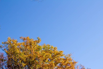 紅葉した木々と青く澄んだ空