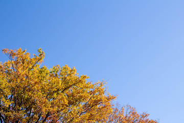 紅葉した木々と青く澄んだ空