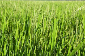 Rice in a wide field