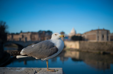 Seagull in the city