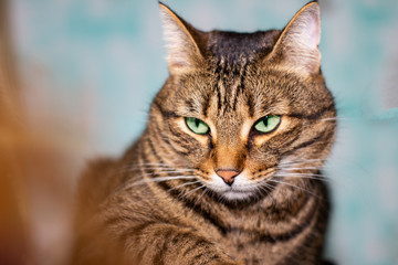 Feline face with green eyes, close-up. European Shorthair cat looks away. Background with cat and free space for inscription.