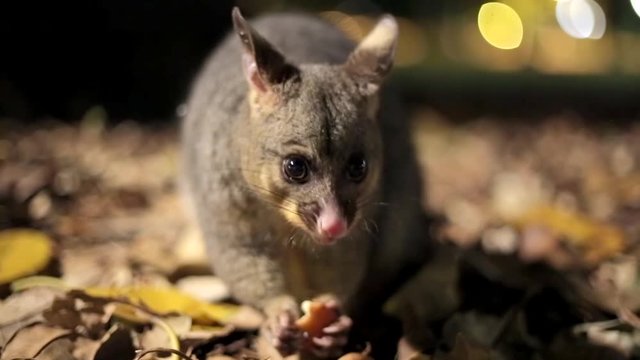 Australian brushtail possum on floor following camera close up sydney hyde park