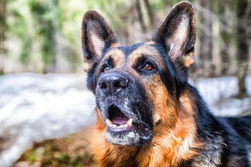 Dog German Shepherd in the forest in an early spring