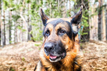 Dog German Shepherd in the forest in an early spring