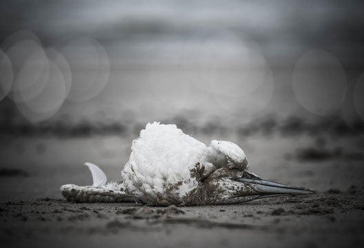 cadaver of gannet on the beach